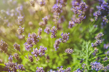 Lavender bushes closeup. Sunset gleam over purple flowers of lavender.