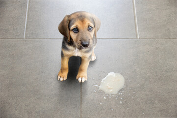 Dog vomit in the living room on the floor, sick dog vomitted to cure itself closeup
