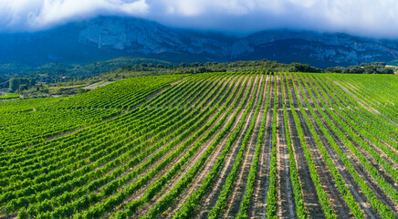 Landscape of vineyards and forest in the Sierra de Cantabria from a drone. Leza. Alava Province. Autonomous Community of the Basque Country. Spain. Europe