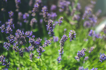 Lavender bushes closeup. Sunset gleam over purple flowers of lavender.