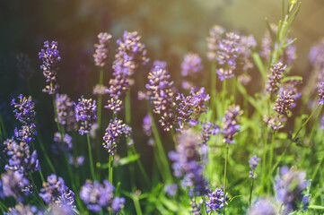 The bee pollinates the lavender flowers. Plant decay with insects.