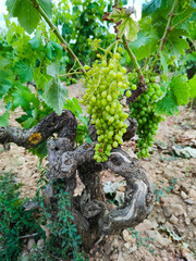 Detail of a vineyard in summer. Laguardia town. Alava Province. Autonomous Community of the Basque Country. Spain. Europe