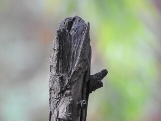 Creepy Dark Broken Tree Trunk