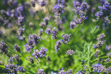 Lavender bushes closeup. Sunset gleam over purple flowers of lavender.