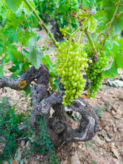 Detail of a vineyard in summer. Laguardia town. Alava Province. Autonomous Community of the Basque Country. Spain. Europe