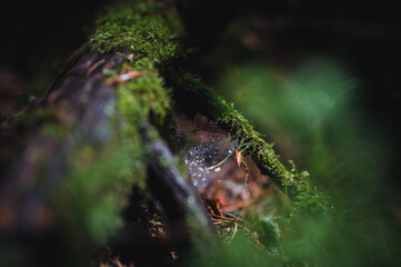 Rain drop in spider net. Rain drop close up. Dark forest in background.