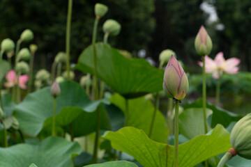 pink lotus is a beautiful flower