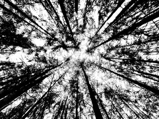abstract tree background black and white