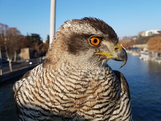 Northern hawk close-up. on the background of the river.