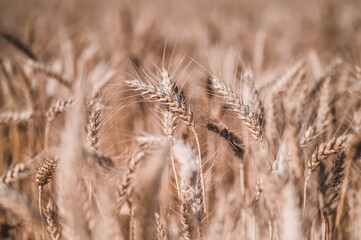 Fototapeta premium Summer grain field. Grain closeup. Summer grain and blue sky in background.