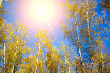 Fototapeta premium Yellow leaves on a background of blue sky