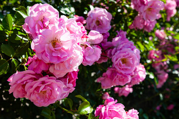 Pink climbing roses in the garden.