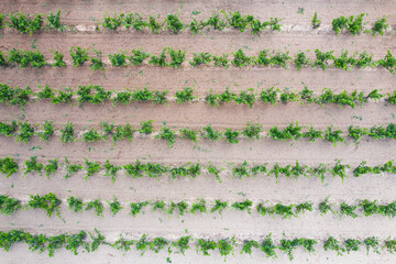 Vineyard landscape in summer from a drone. San Vicente de la Sonsierra. Autonomous Community of La Rioja. Spain. Europe