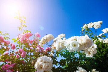 Pink and white roses against a sky background