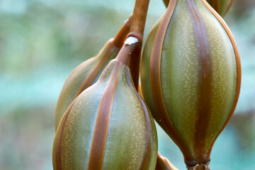 Close-up of the attractive olive-brown unopened flower buds, of an Arrowroot Orchid(Cymbidium madidum) or Giant Boat-lip Orchid - endemic to eastern Australia - with blurred green background.