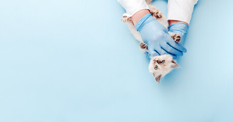 Kitten vet examining. White kitten in doctor hands on color blue background. Kitten pet check up, vaccination in veterinarian animal clinic. Health care for domestic animal. Copy space Top view