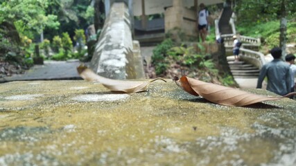 2 leaves at last rest in Thailand
