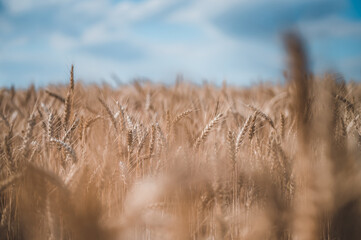 Summer grain field. Grain closeup. Summer grain and blue sky in background.