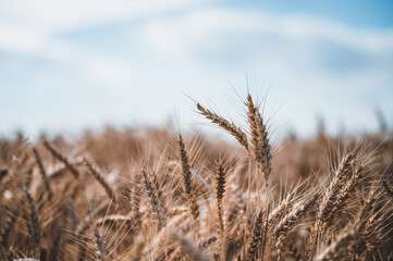 Fototapeta premium Summer grain field. Grain closeup. Summer grain and blue sky in background.