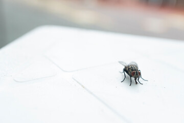 Fly on the table