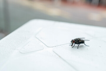 Fly on the table
