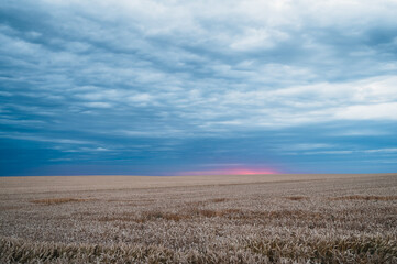 Obraz premium Sunset over the grain field. Summer grain field. Dark clouds over the field.