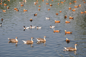Lake with floating geese and ducks