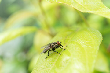Fly on the table