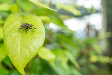 Fly on the table