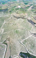 Vineyard landscape in summer from a drone. San Vicente de la Sonsierra. Autonomous Community of La Rioja. Spain. Europe