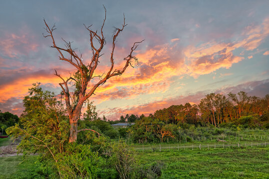 Wetlands in Nature Reserve Esteros del Ibera National Park, Colonia Carlos Pellegrini, Corrientes, Argentina.