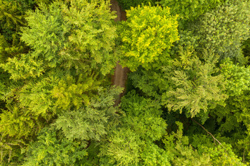 Aerial view of forest