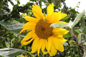 sunflower in the garden