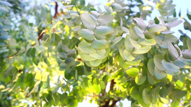 Leaves of silver eucalyptus (Eucalyptus cinerea)