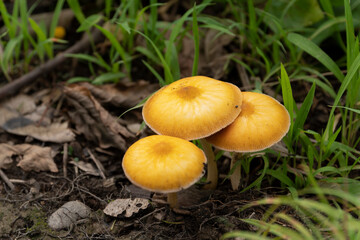 湿気の多い森には生える茸