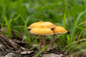 湿気の多い森には生える茸