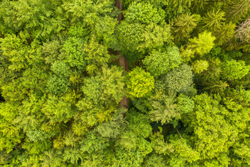 Aerial view of forest