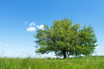 Fototapeta premium Green field and a lonely wild pear tree, against a background of blue sky and white cloud on a summer sunny day. Single tree summer landscape
