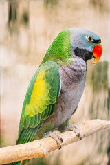 Lord Derby's Parakeet Or Psittacula Derbiana, Also Known As Derbyan Parakeet. Wild Bird In Cage