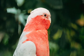 Galah Or Eolophus Roseicapilla, Also Known As The Rose-breasted Cockatoo, Galah Cockatoo, Roseate Cockatoo Or Pink And Grey From Australia