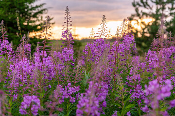 A scene with blooming pink fire weeds in sunset with colourful sky in background in July in Latvia