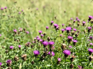 Blessed milk thistle flowers in summer meadow. Silybum marianum herbal remedy, Saint Mary's Thistle, Epping Forest