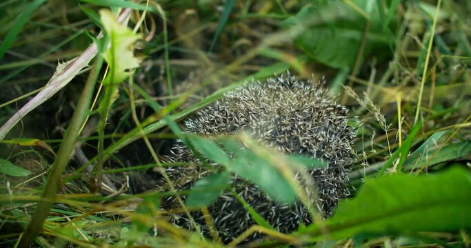 The dog found a hedgehog and is trying to bite him