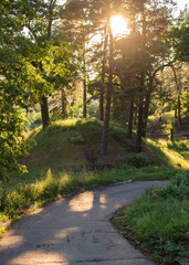 Naklejka premium Beautiful summer forest landscape. Pine forest in the sun. Sun rays passing through the branches of trees at sunset