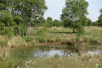 Moorlandschaft Ewiges Meer,Ostfriesland