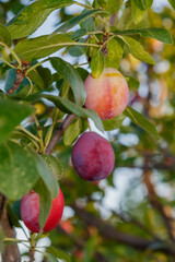 Ripening Plum on The Branch Close Up
