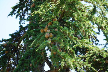 マツと松ぼっくり（スペイン）