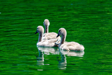 Swans on the Adda river at Imbersago