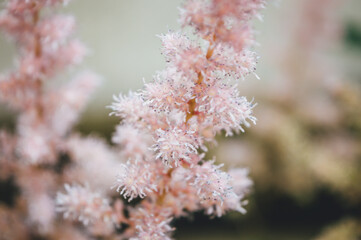 pink flowers