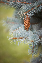 Naklejka na ściany i meble close up of pine needles cones
